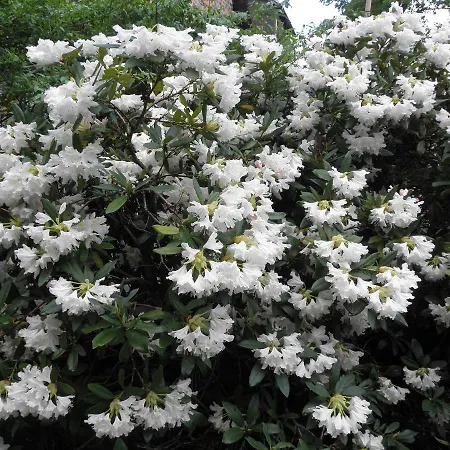 Tatil Evi Dom Dawniej